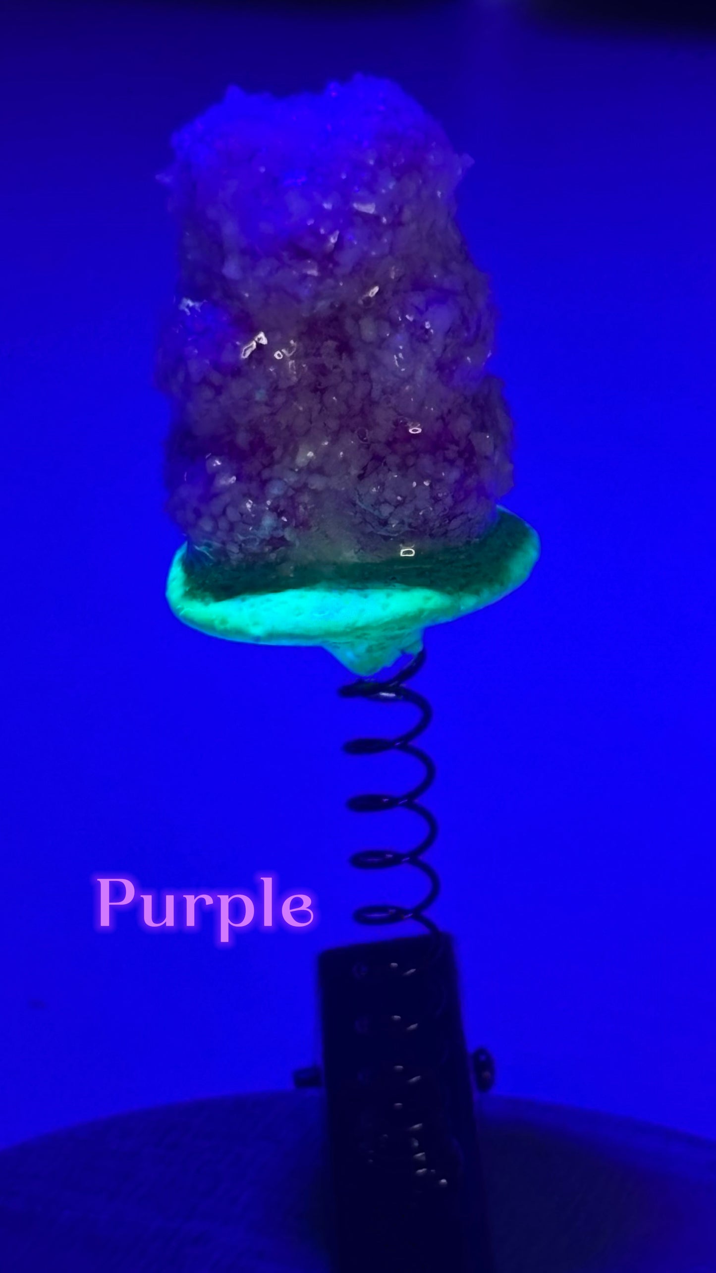 Sour Gummy Bear Sprout Clips π±(You Pick Color!)