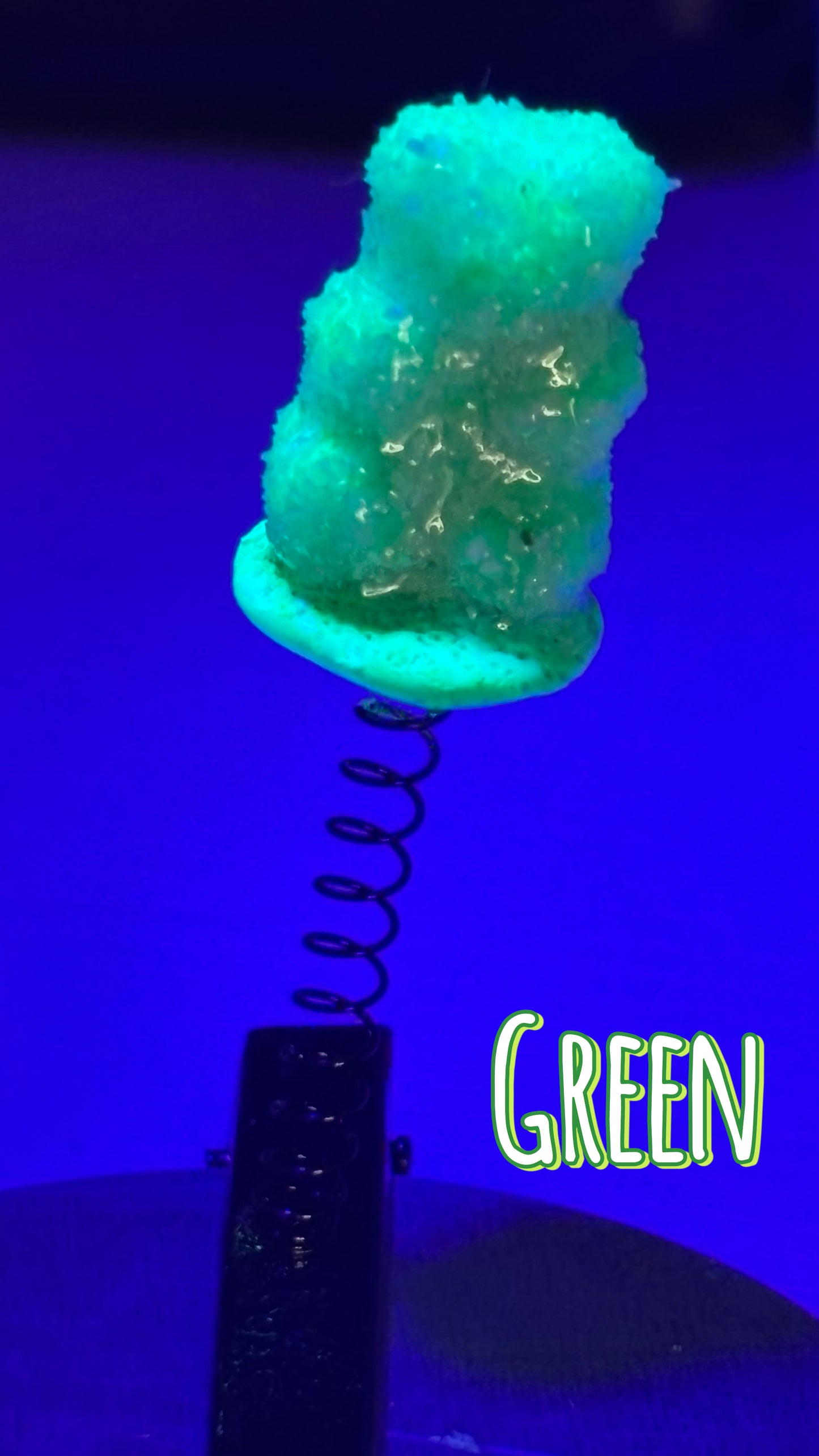 Sour Gummy Bear Sprout Clips 🌱(You Pick Color!)