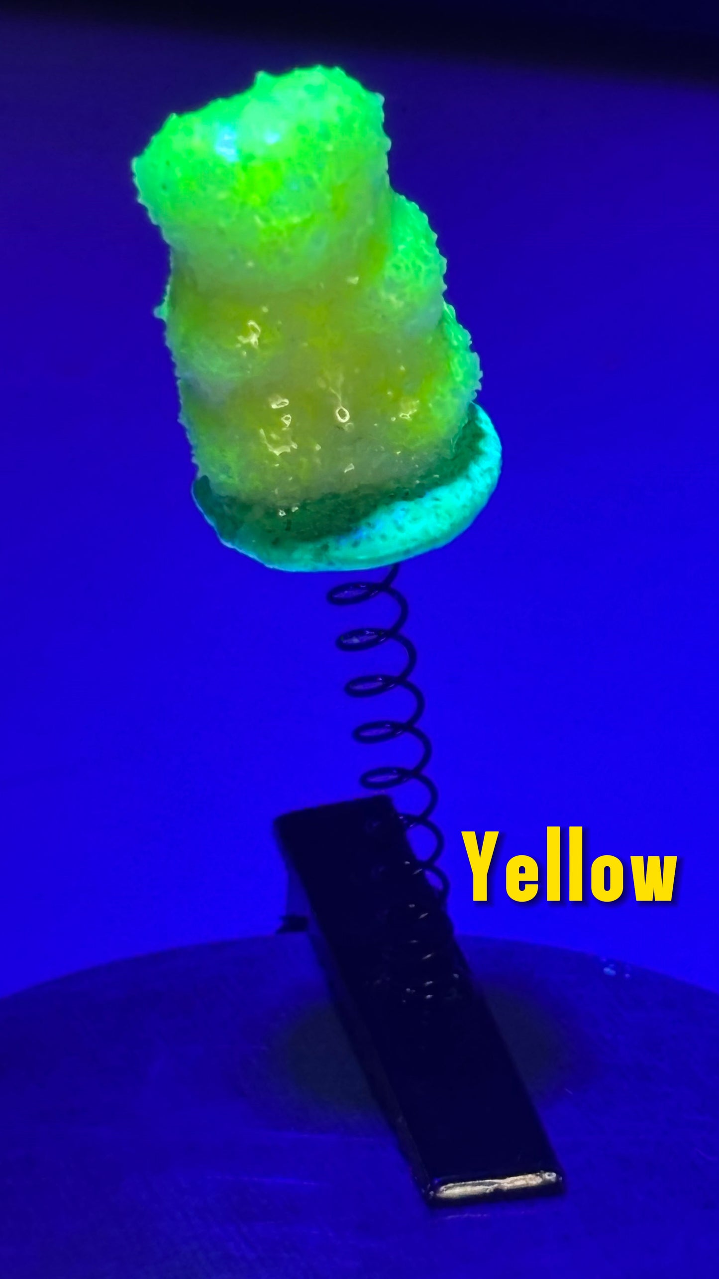 Sour Gummy Bear Sprout Clips 🌱(You Pick Color!)