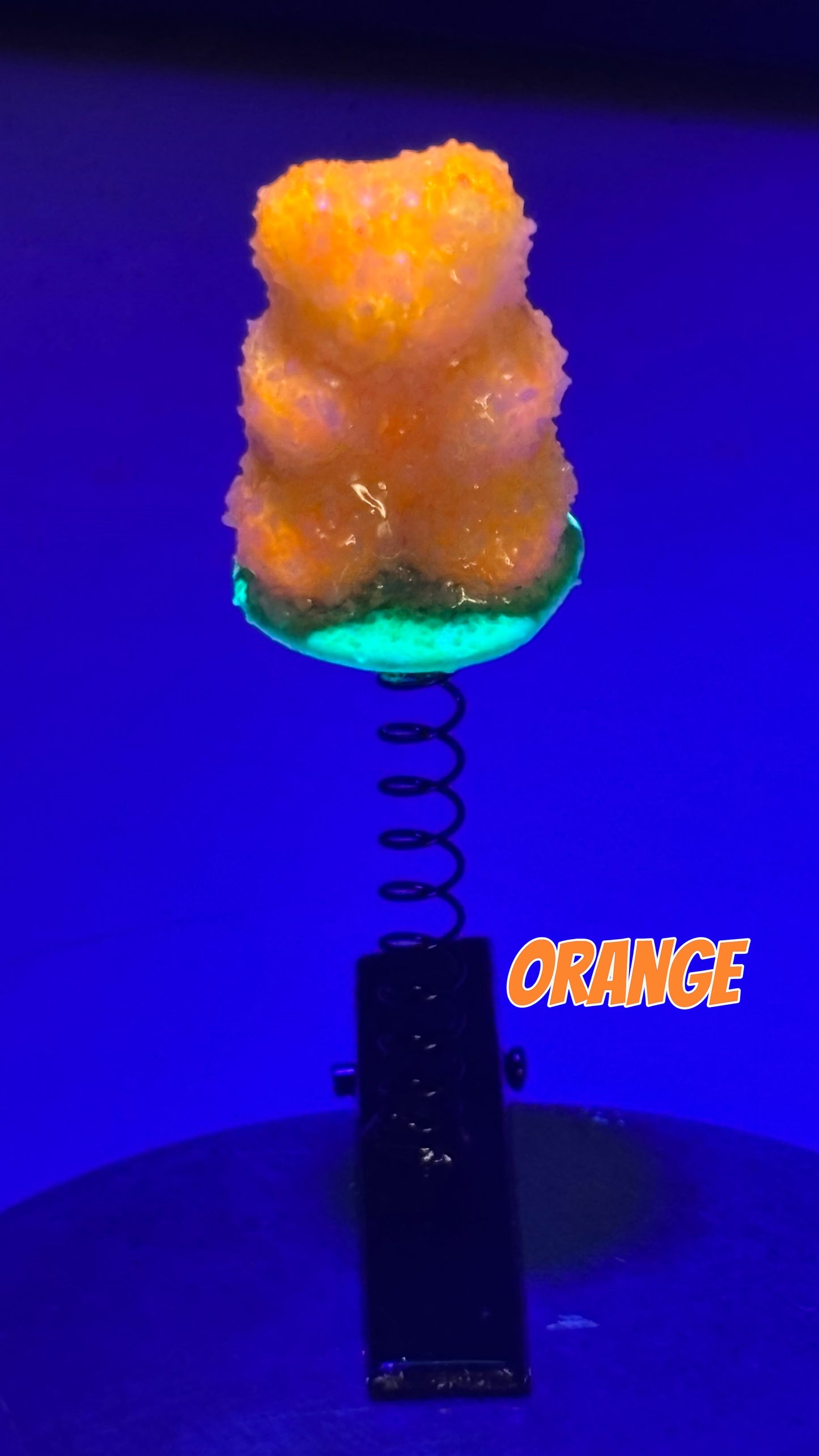 Sour Gummy Bear Sprout Clips 🌱(You Pick Color!)